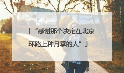 “感谢那个决定在北京环路上种月季的人”