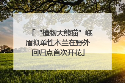 “植物大熊猫”峨眉拟单性木兰在野外回归点首次开花