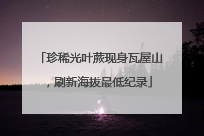珍稀光叶蕨现身瓦屋山，刷新海拔最低纪录