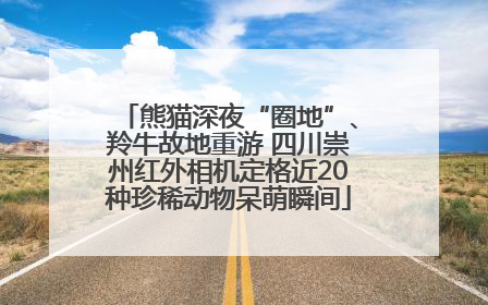 熊猫深夜“圈地”、羚牛故地重游 四川崇州红外相机定格近20种珍稀动物呆萌瞬间