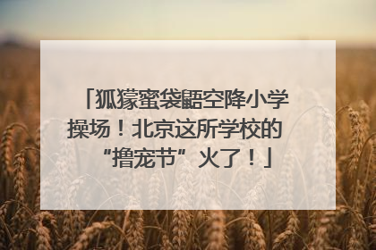 狐獴蜜袋鼯空降小学操场！北京这所学校的“撸宠节”火了！