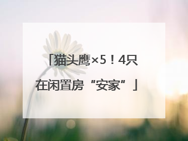 猫头鹰×5！4只在闲置房“安家”