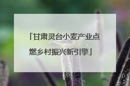 甘肃灵台小麦产业点燃乡村振兴新引擎