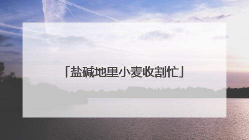 盐碱地里小麦收割忙