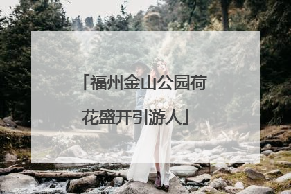 福州金山公园荷花盛开引游人