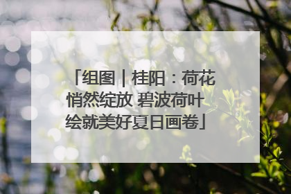 组图｜桂阳：荷花悄然绽放 碧波荷叶绘就美好夏日画卷