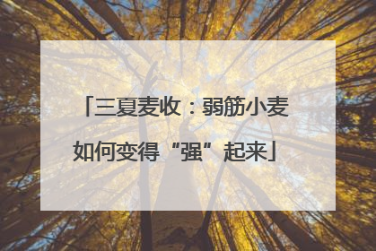 三夏麦收：弱筋小麦如何变得“强”起来
