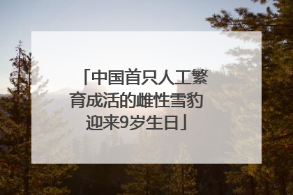 中国首只人工繁育成活的雌性雪豹迎来9岁生日