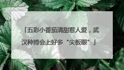 五彩小番茄清甜惹人爱，武汉种博会上好多“尖板眼”