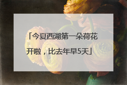 今夏西湖第一朵荷花开啦，比去年早5天