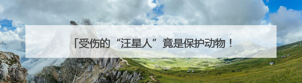 受伤的“汪星人”竟是保护动物！无为警民上演70公里爱心接力