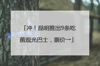 冲！昆明推出9条吃菌观光巴士，票价→