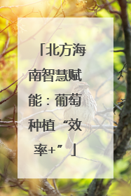 北方海南智慧赋能：葡萄种植“效率+”