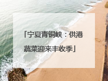 宁夏青铜峡：供港蔬菜迎来丰收季