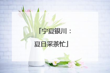 宁夏银川：夏日采茶忙