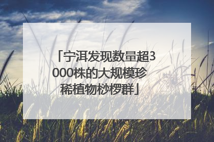 宁洱发现数量超3000株的大规模珍稀植物桫椤群