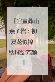 宜章莽山燕子岩：初夏花似锦 绣球绽芳颜
