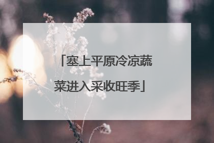 塞上平原冷凉蔬菜进入采收旺季