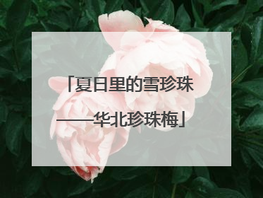 夏日里的雪珍珠——华北珍珠梅