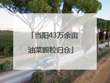 当阳43万余亩油菜颗粒归仓