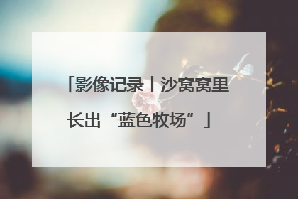 影像记录丨沙窝窝里长出“蓝色牧场”