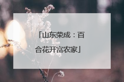 山东荣成：百合花开富农家