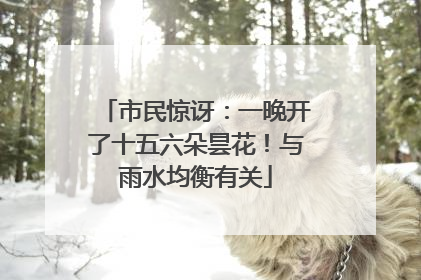 市民惊讶：一晚开了十五六朵昙花！与雨水均衡有关