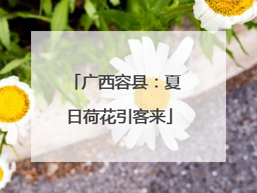 广西容县：夏日荷花引客来