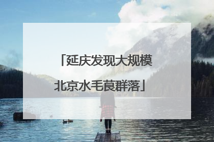 延庆发现大规模北京水毛茛群落
