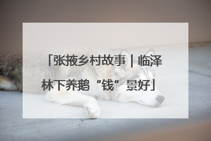 张掖乡村故事｜临泽林下养鹅“钱”景好