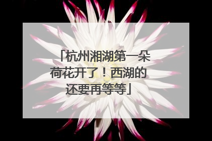 杭州湘湖第一朵荷花开了！西湖的还要再等等