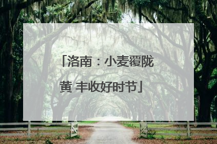 洛南：小麦覆陇黄 丰收好时节