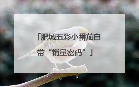 肥城五彩小番茄自带“销量密码”