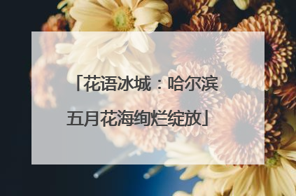 花语冰城：哈尔滨五月花海绚烂绽放