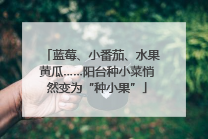 蓝莓、小番茄、水果黄瓜……阳台种小菜悄然变为“种小果”