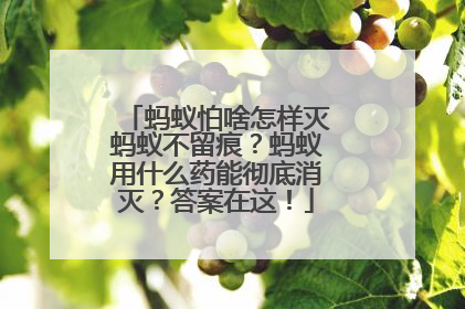 蚂蚁怕啥怎样灭蚂蚁不留痕？蚂蚁用什么药能彻底消灭？答案在这！