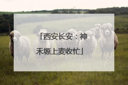 西安长安：神禾塬上麦收忙