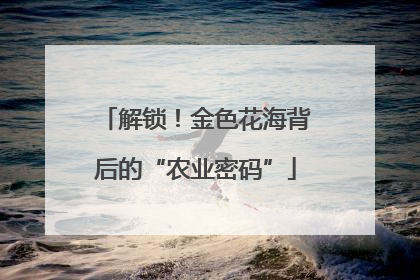 解锁！金色花海背后的“农业密码”