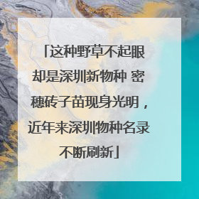 这种野草不起眼 却是深圳新物种 密穗砖子苗现身光明，近年来深圳物种名录不断刷新