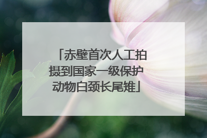 赤壁首次人工拍摄到国家一级保护动物白颈长尾雉