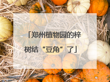 郑州植物园的梓树结“豆角”了