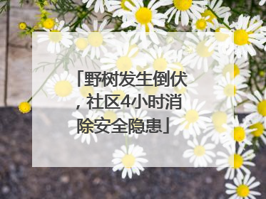 野树发生倒伏，社区4小时消除安全隐患