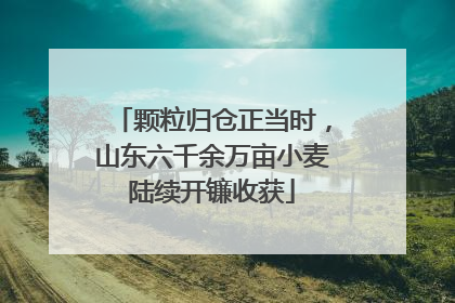 颗粒归仓正当时，山东六千余万亩小麦陆续开镰收获