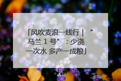 风吹麦浪一线行｜“马兰 1 号”：少浇一次水 多产一成粮