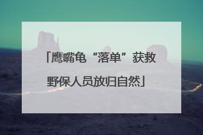 鹰嘴龟“落单”获救 野保人员放归自然