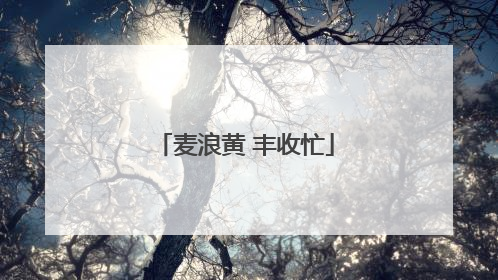 麦浪黄 丰收忙